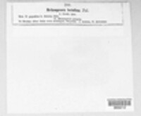 Melampsora betulina image